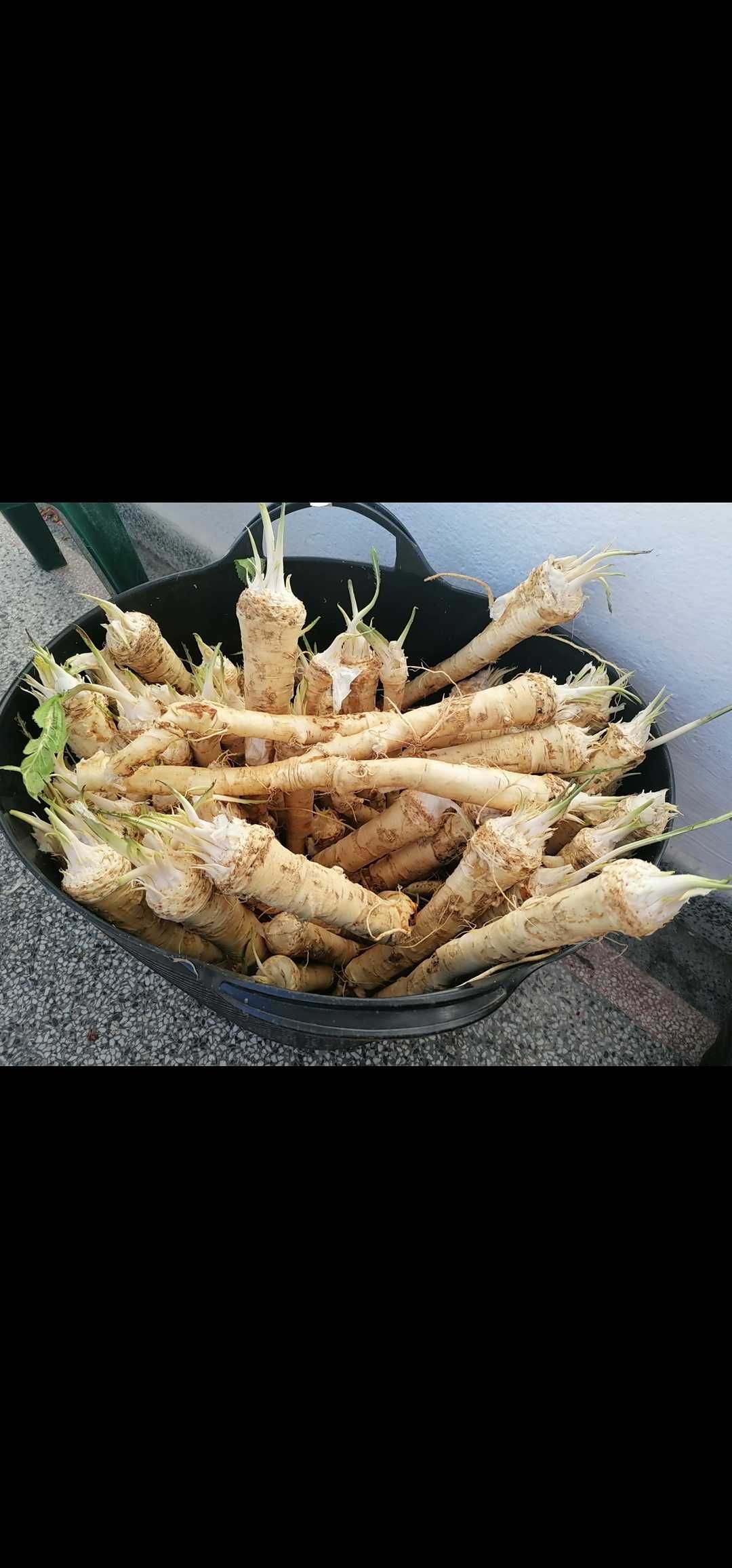 Продавам корени Хрян