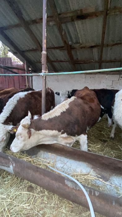 16 бас бұқа сатылады. 570 мыннан . Келісуге болады.