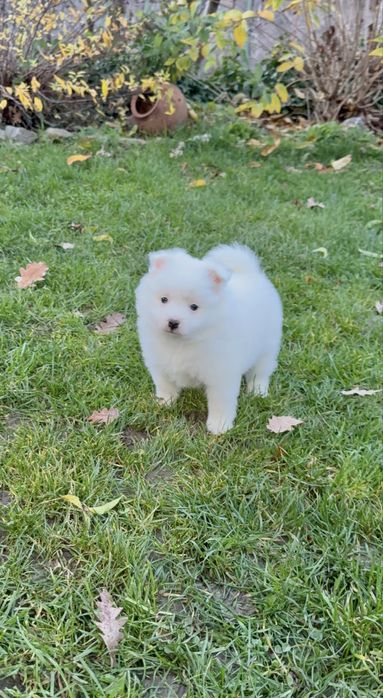 Померан момче. Померанче