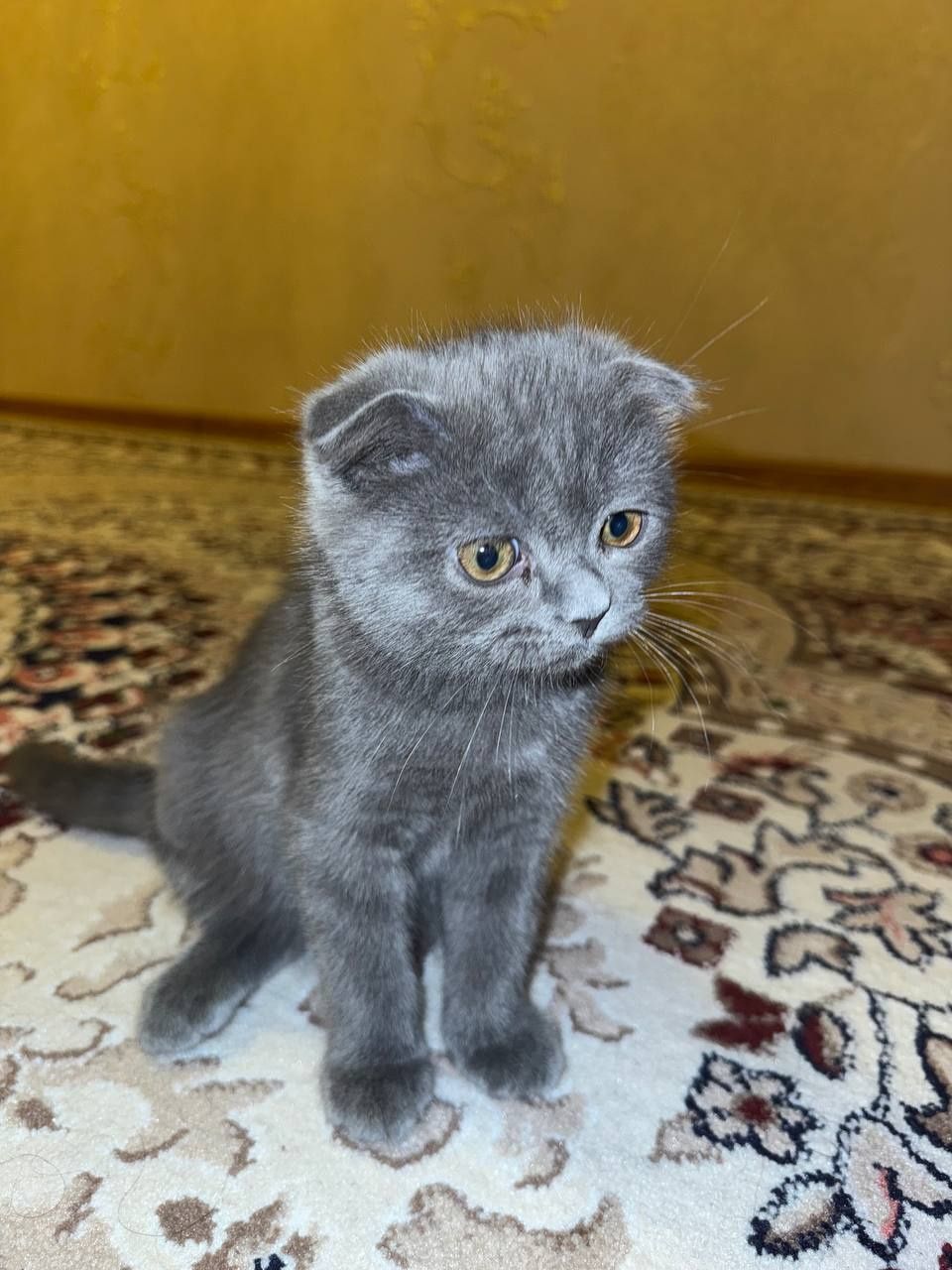 Британский мушук, якнда тугилган