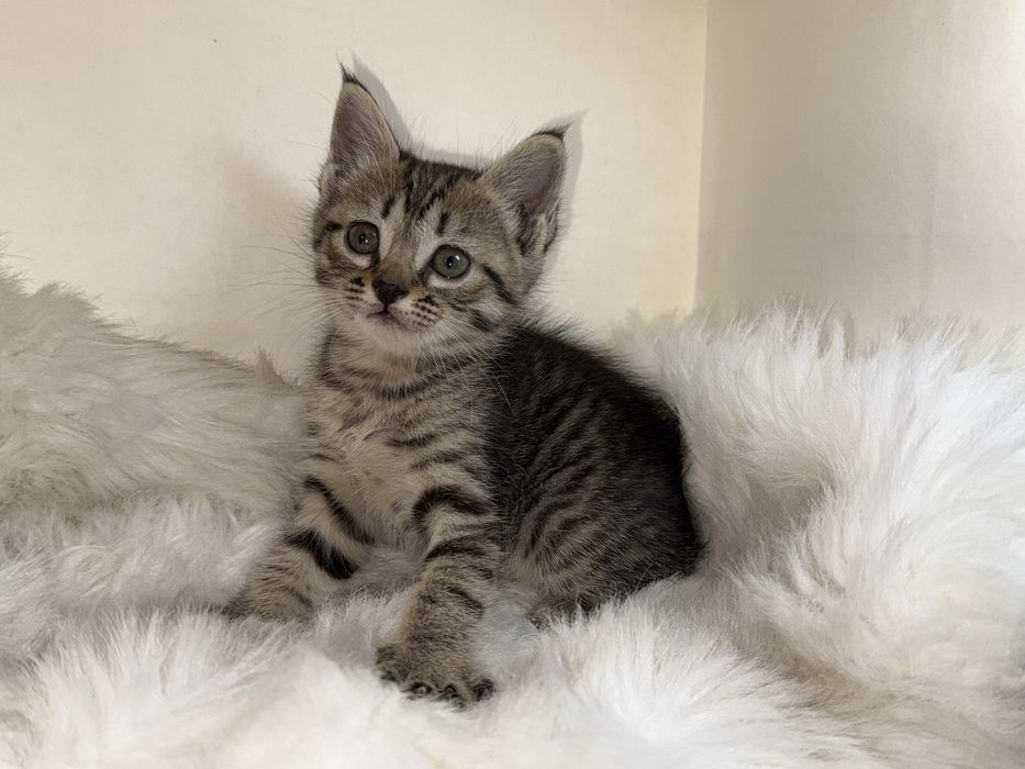 продаётся кошка 1 месячная