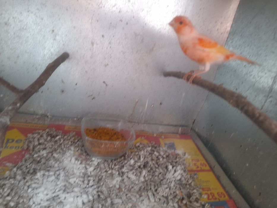 Canari de dat frumosi si galagiosi