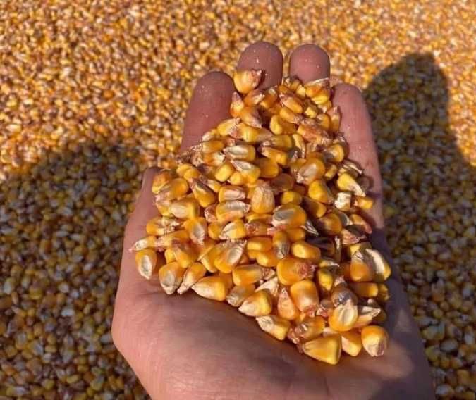 Porumb 11 tone - 1.15 leu/kg.