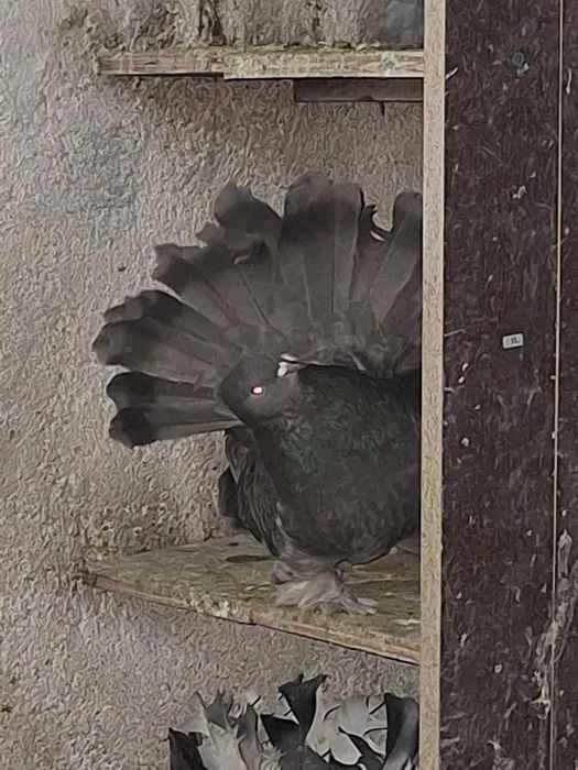 Rotați și Voltați Indieni