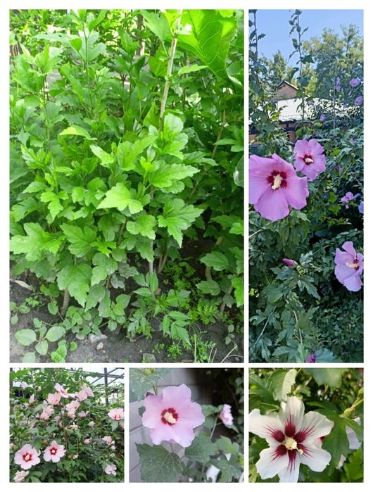 Продам гибискус древовидный.