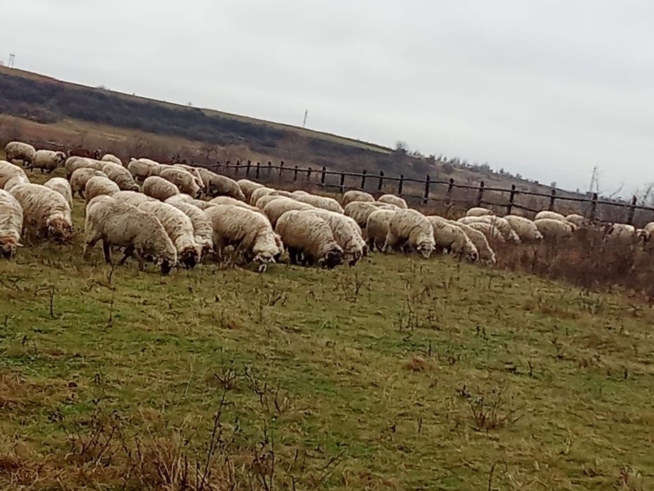 Vând 120 de oi țurcane