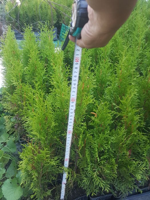 Tuia smaragd inaltime 50-60 cm