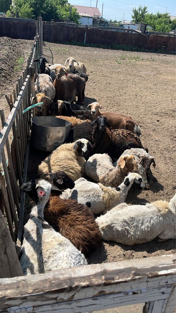 Продам баран пишите на ватсап