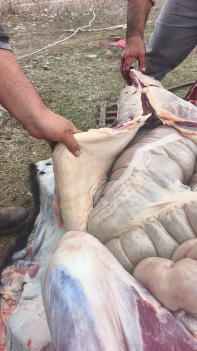 Согым, жылкы, ет, мясо, конина, жабагы, кулын