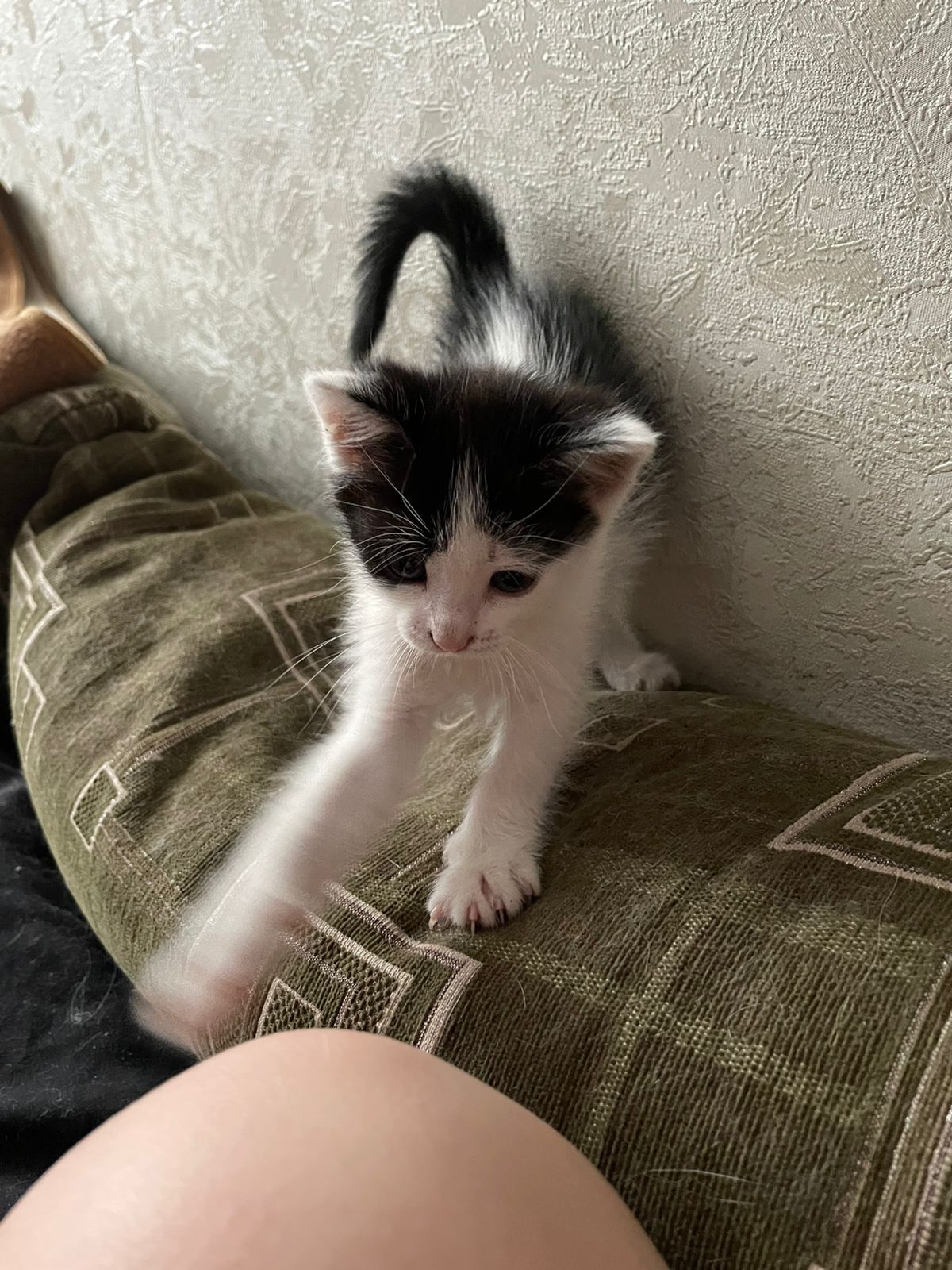 Кошечка крысыловка