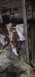 Animale domestice