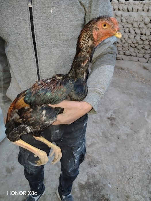 Aprel jujalar sotiladi