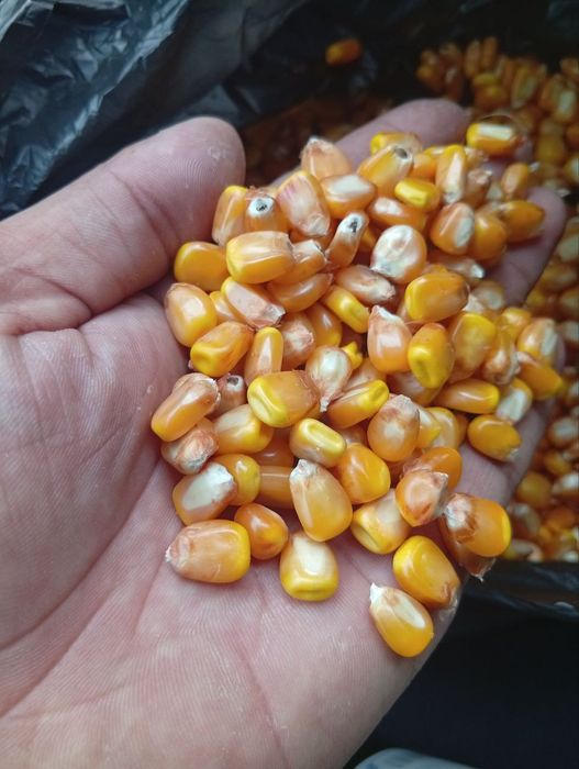 Makkajohori johori don makka Макка жохори кукуруз оптом