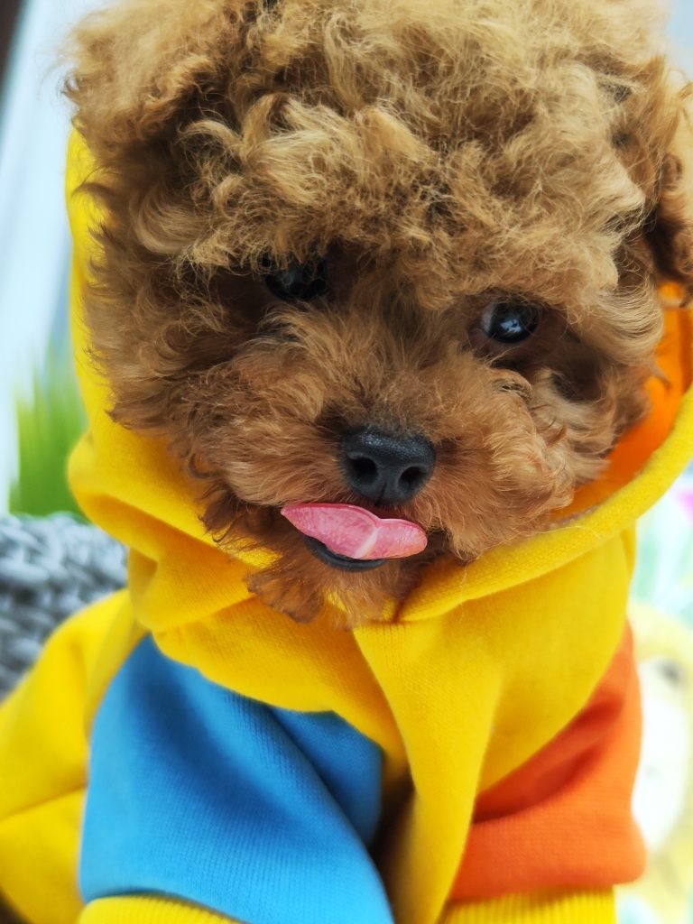 Пудел Той /Toy poodle / Родословие - Цялостна документация