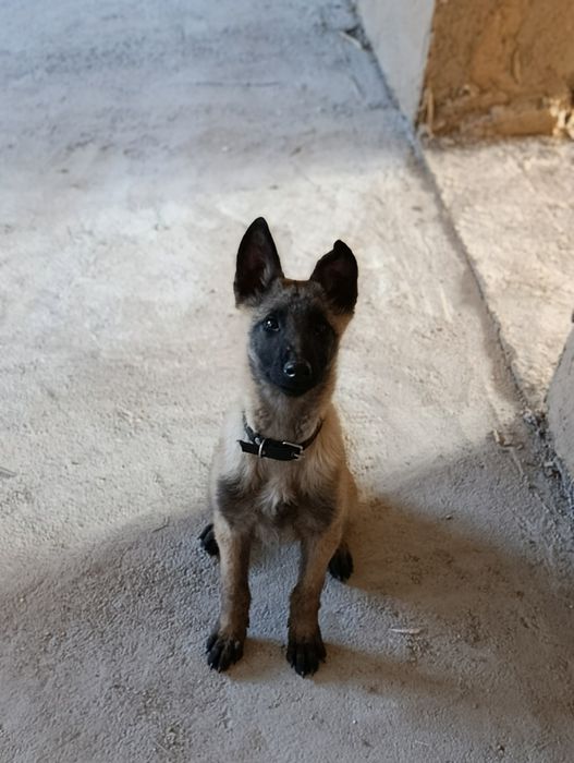 Малиноа сотилади