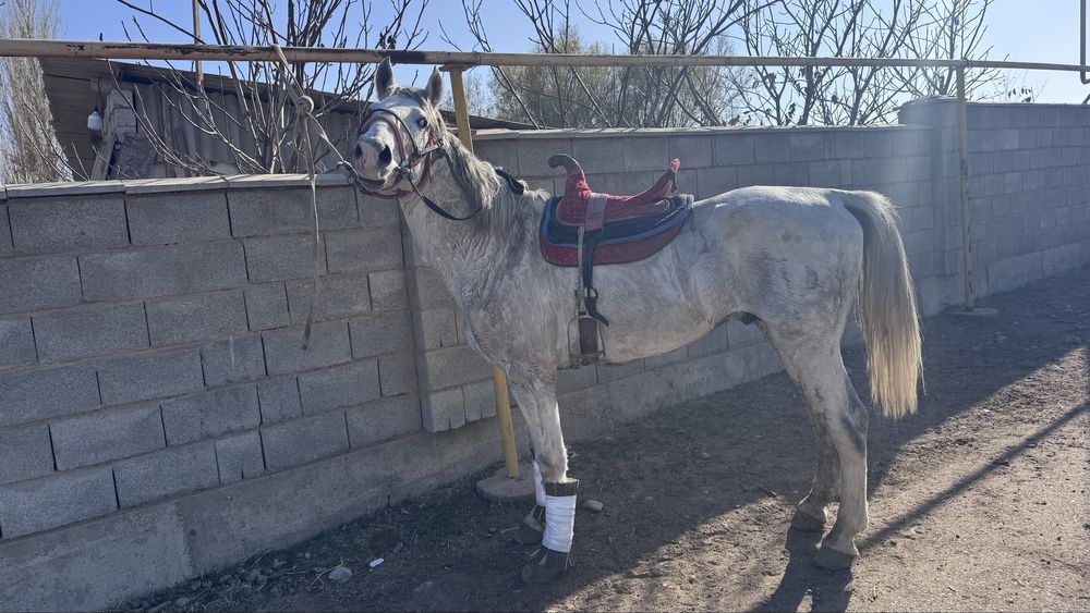 Ат сатылады 7-ти жасар бойы 1.53-артынғы ат