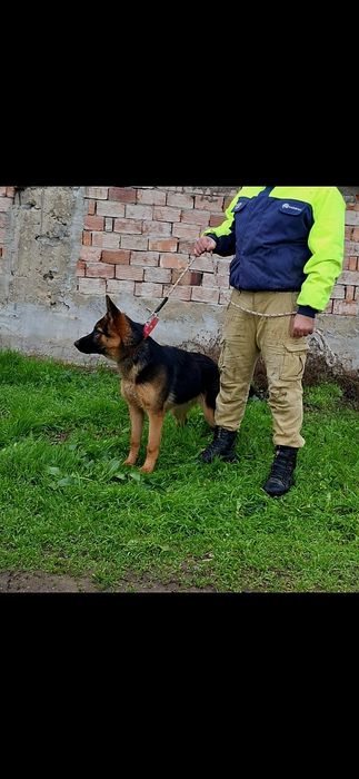 Обучено мъжко немска овчарка