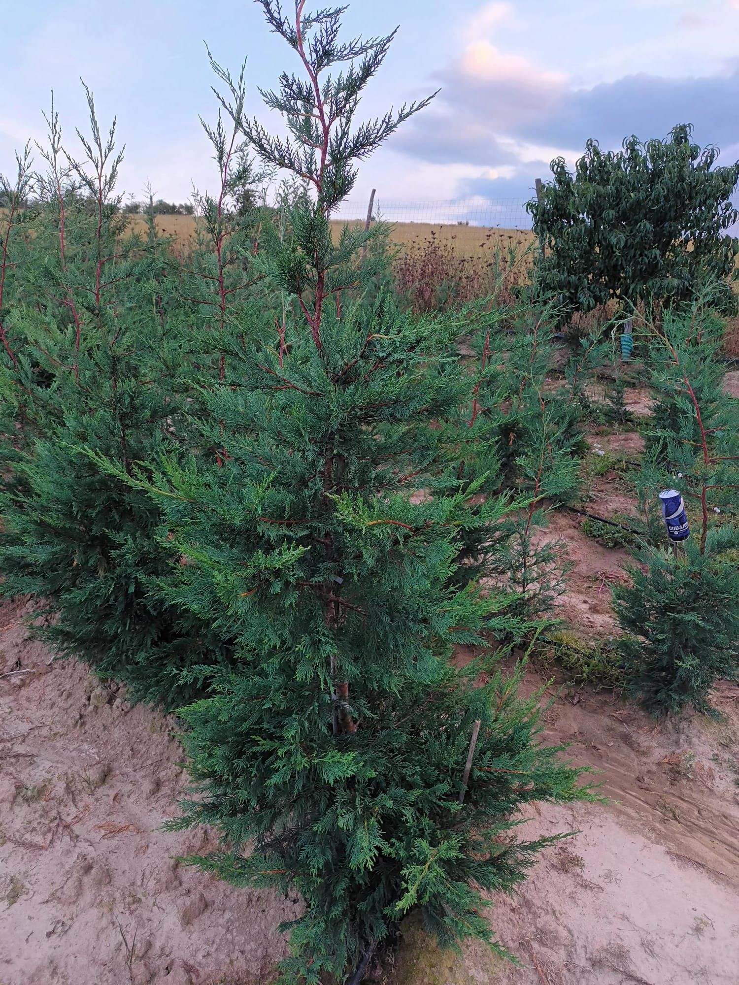 Chiparos Leylandii , Producator