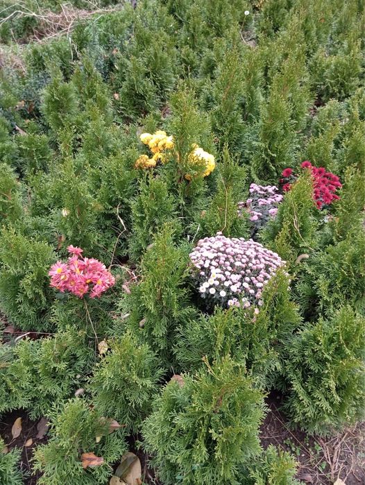 Туи ели самшит от саженцев до больших деревьев