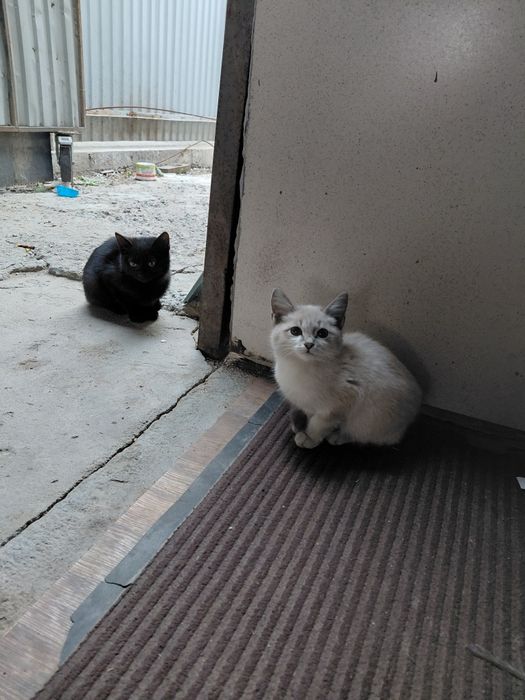 Отдам красивых котят