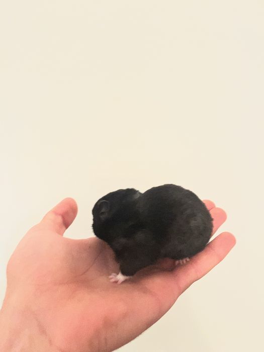 Dispobibil hamsteri mari si mici