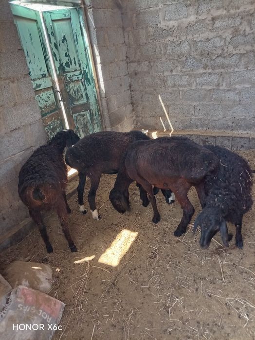 Qo'ylar sotiladi