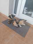 Donez trei pisoi în vârstă de 3 luni