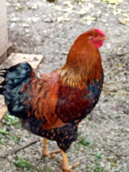 Vând cocoș wiandote