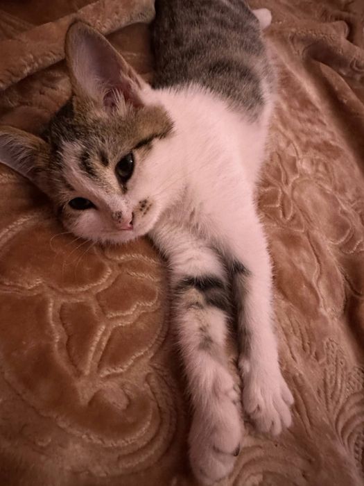 Отдам в добрые руки двухмесячную кошечку