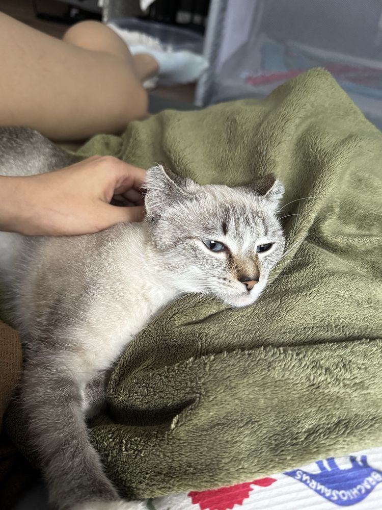 Отдадим кошечку