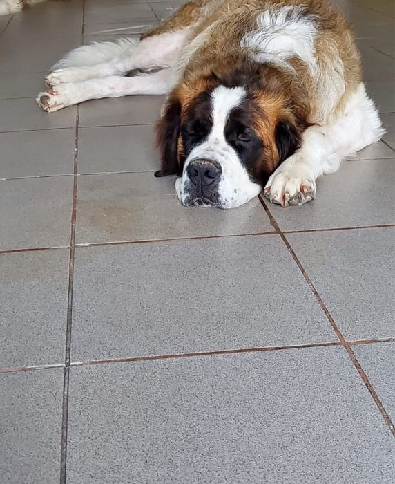 pui saint bernard rasa pura