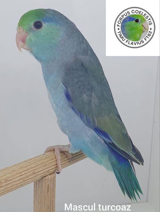 Forpus coelestis