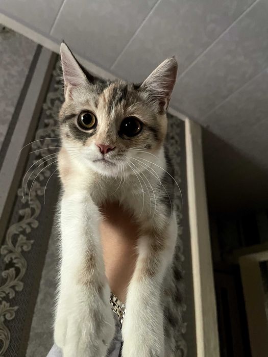 Трёх цветная кошка