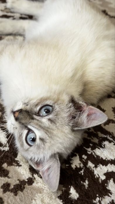 Котенок девочка ищет дом!