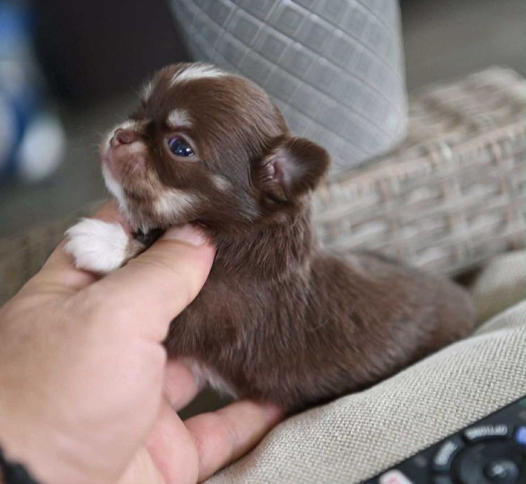 Женско миниатюрно чихуахуа шоколадов тен