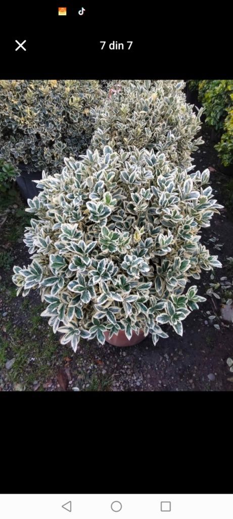 Vând plante ornamentale