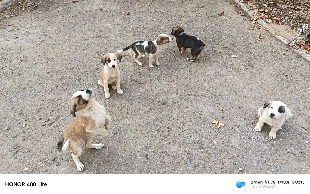 Щенки в хорошие руки. Отдам.