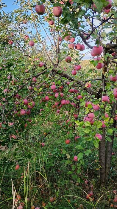3,5lei Vand golden si florina in Blagești, Vaslui!