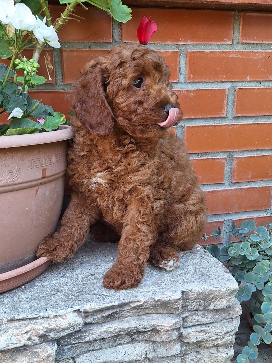 Pudel/caniche pitic