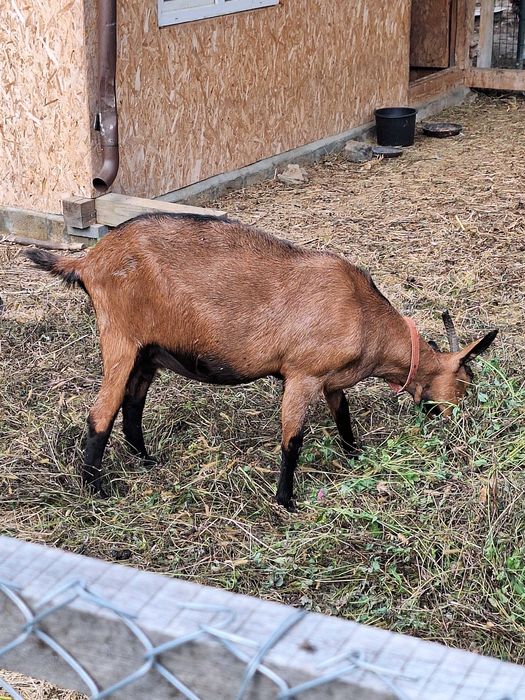 Vand capră alpină franceză
