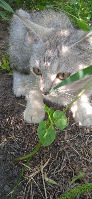 Скотиш страйт КОШКА