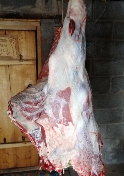 Продам мясо говядина