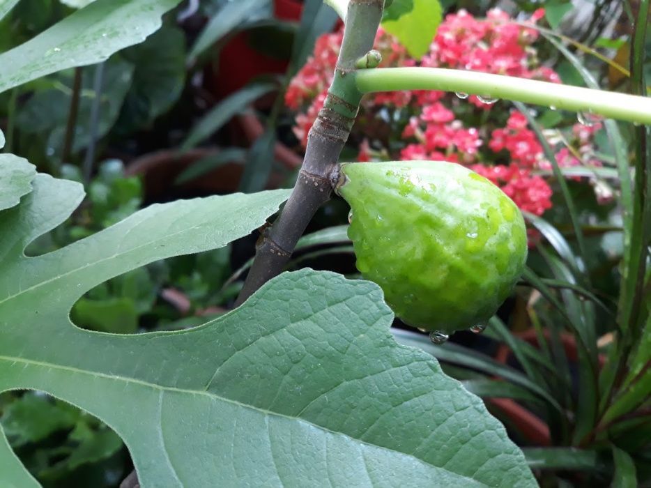 Smochin Românesc Verde 15-30 cm, pentru dulceată.