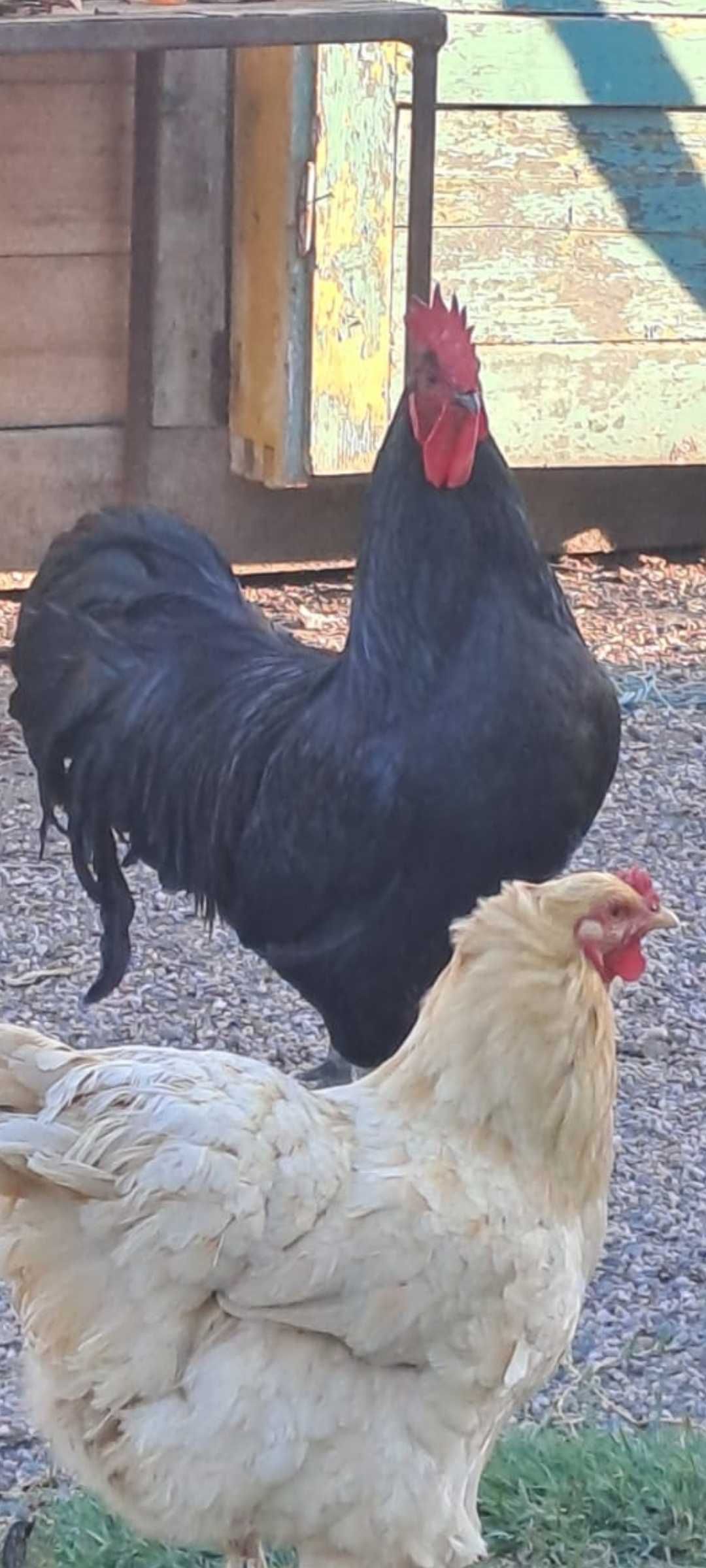 Vand cocos australorp  sau schimb