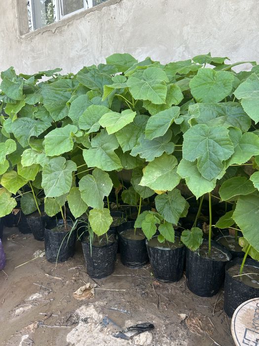 Павловния Шантонг, FTE, Z07