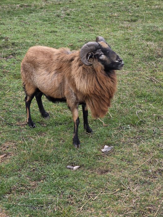 Vand berbec de Camerun