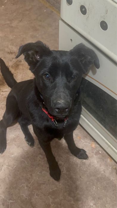 Пропала черная собака  с красным ошейником