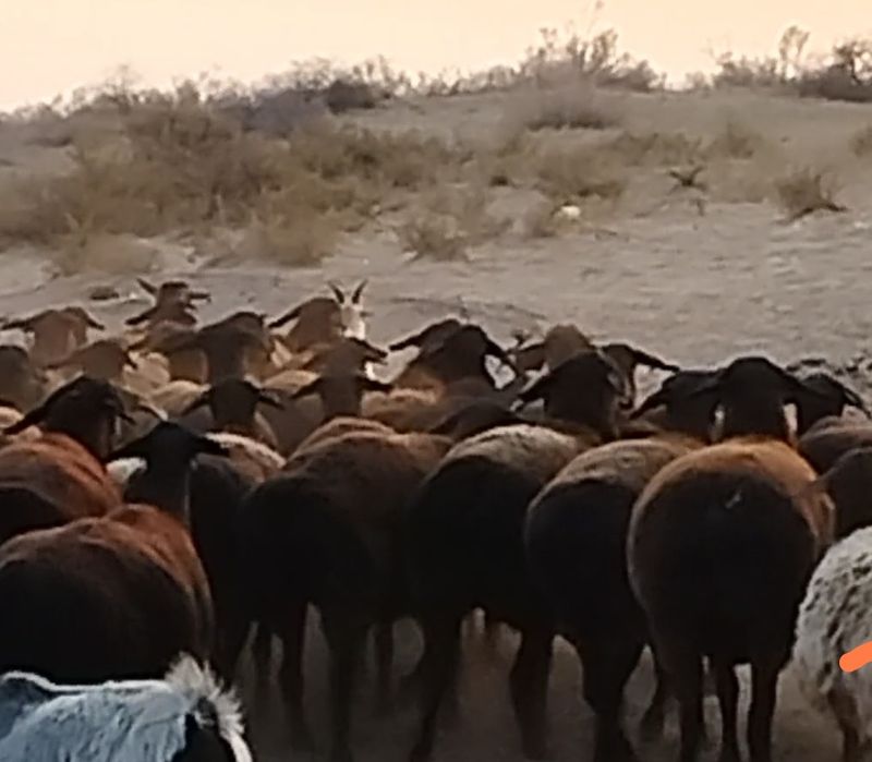 Гиссар саулықтар бір туғандар