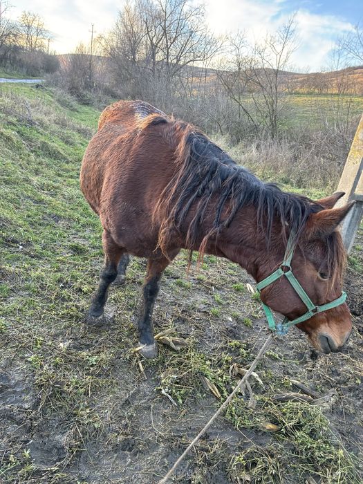 Vand iapa de 7 ani gestanta