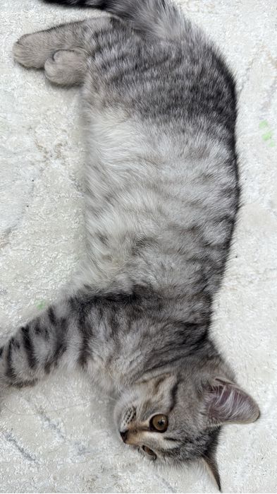 Продаются котята, 4 месяца.